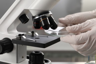 Photo of Scientist working with Petri dish and microscope in laboratory, closeup