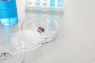 Photo of Petri dishes with samples on light table, closeup. Space for text