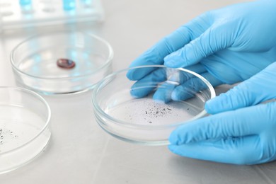 Photo of Scientist holding Petri dish with sample at light table, closeup