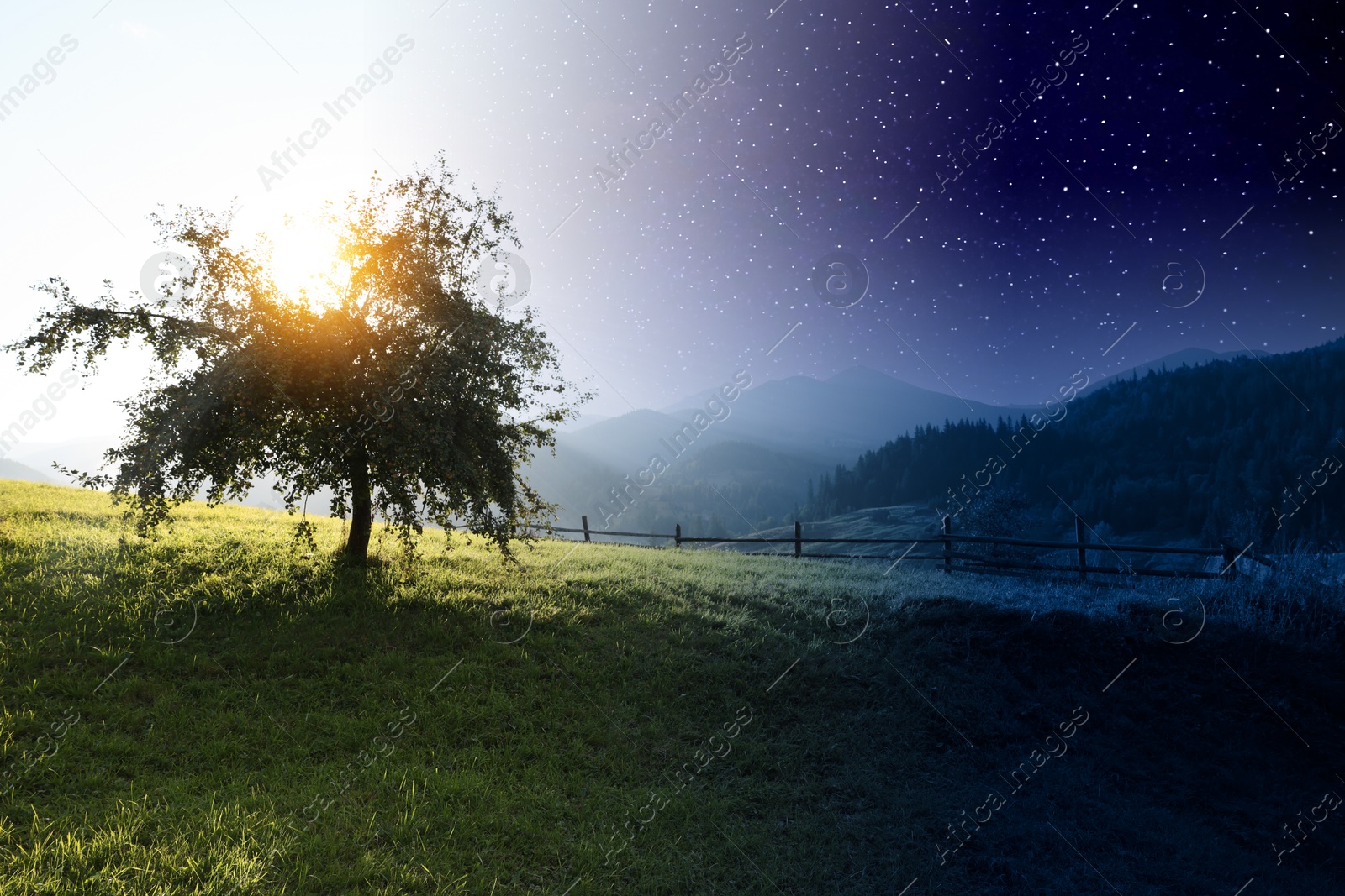 Beautiful tree growing in mountains on sunny day and starry night, collage Image of Beautiful tree growing in mountains on sunny day and starry night, collage