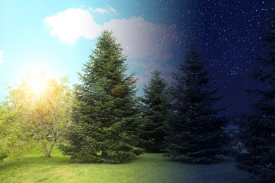 Image of Beautiful fir trees on sunny day and starry night. Combined design
