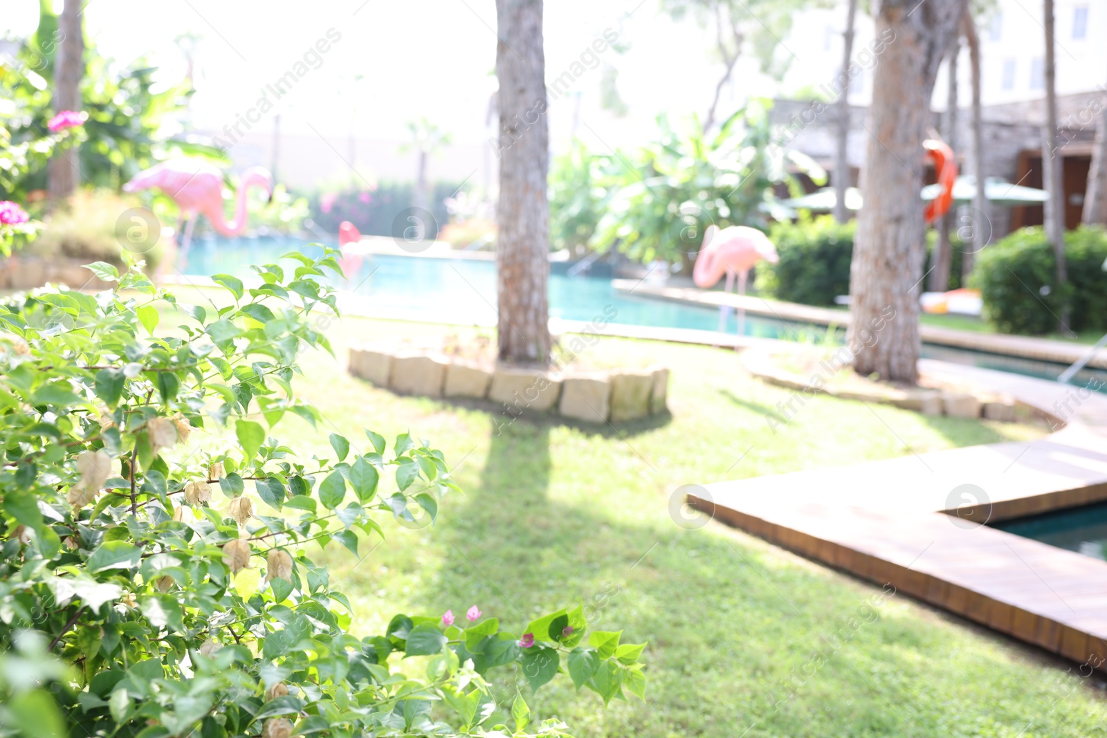 Luxury resort with outdoor swimming pool and decorative flamingo sculptures Photo of Luxury resort with outdoor swimming pool and decorative flamingo sculptures