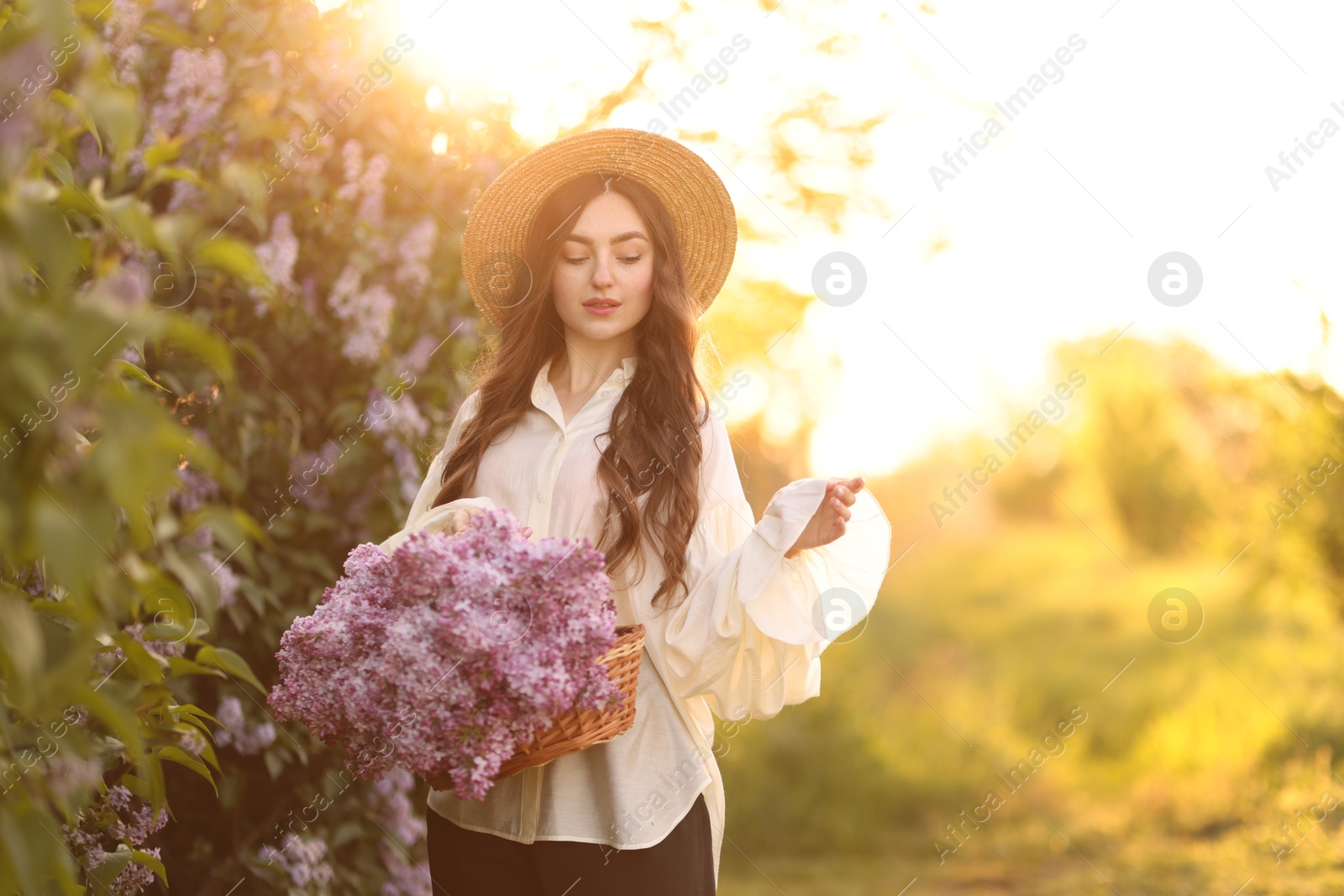 Beautiful woman with basket of lilac flowers near bush outdoors in morning Photo of Beautiful woman with basket of lilac flowers near bush outdoors in morning