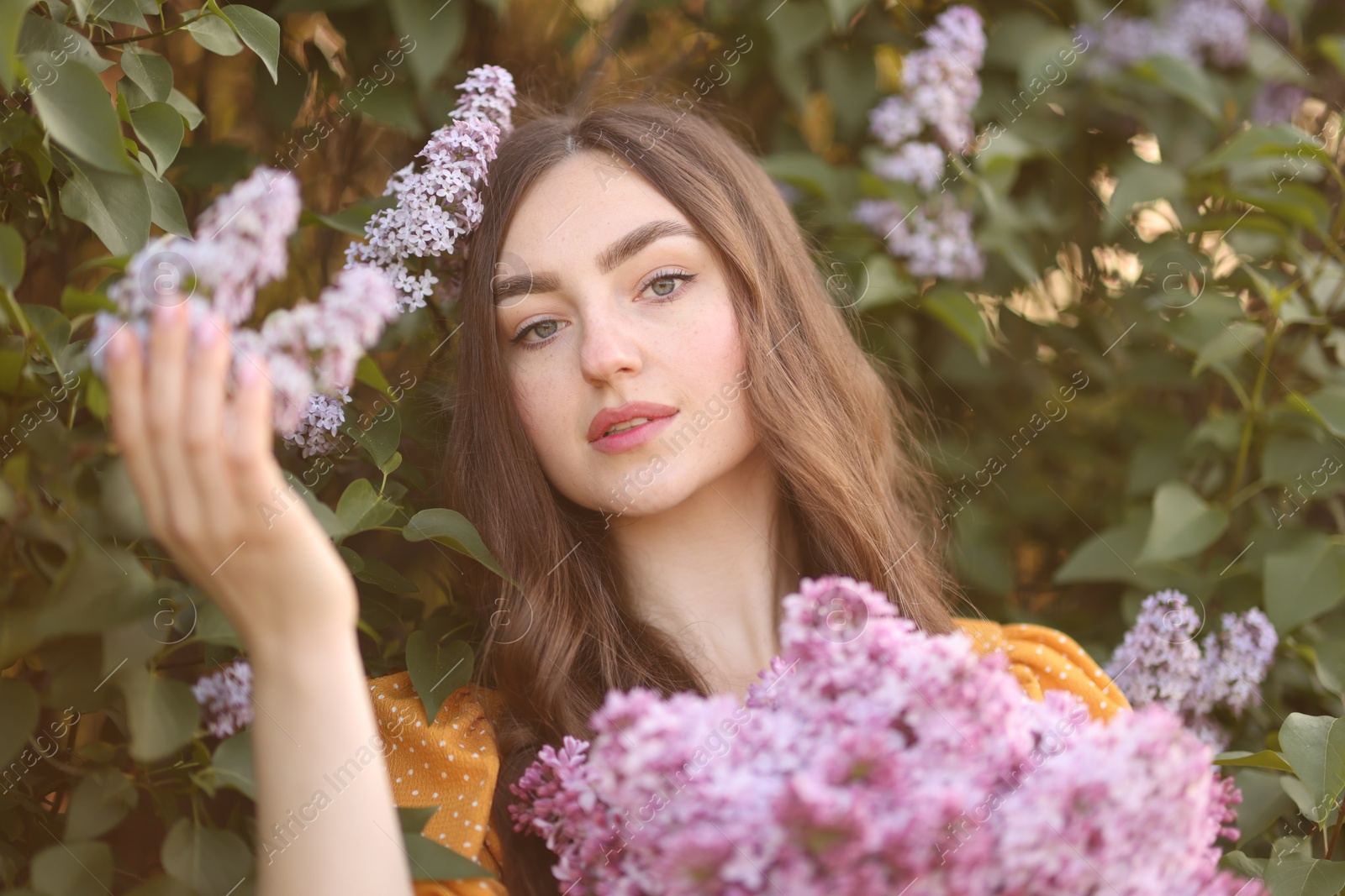 Portrait of beautiful woman with lilac flowers near bush outdoors Photo of Portrait of beautiful woman with lilac flowers near bush outdoors