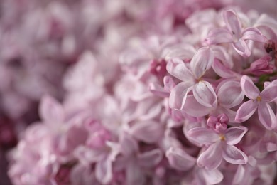 Photo of Many beautiful lilac flowers as background, closeup