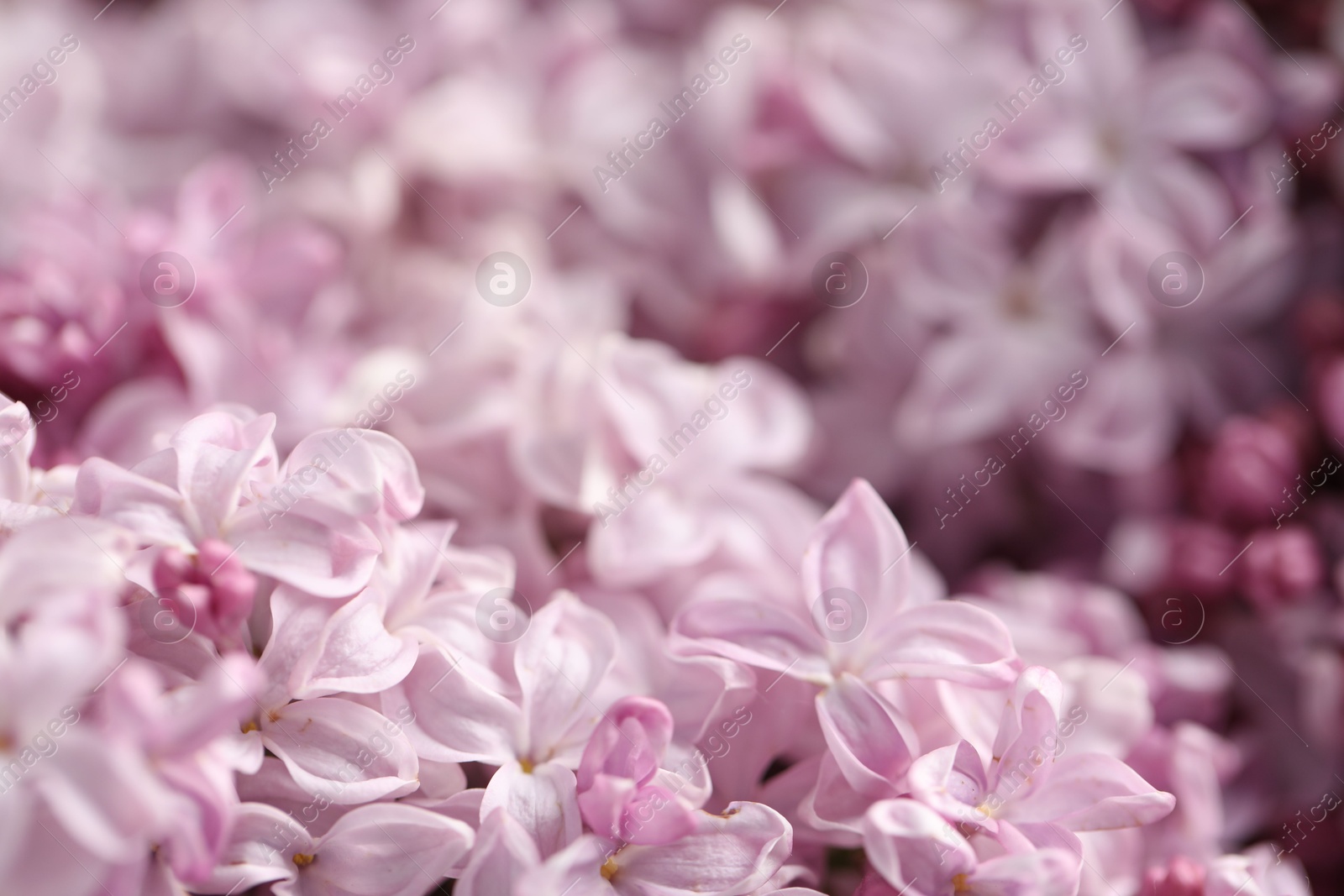 Many beautiful lilac flowers as background, closeup Photo of Many beautiful lilac flowers as background, closeup