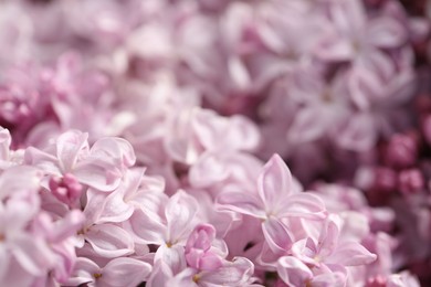 Photo of Many beautiful lilac flowers as background, closeup