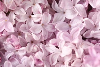 Photo of Many beautiful lilac flowers as background, closeup