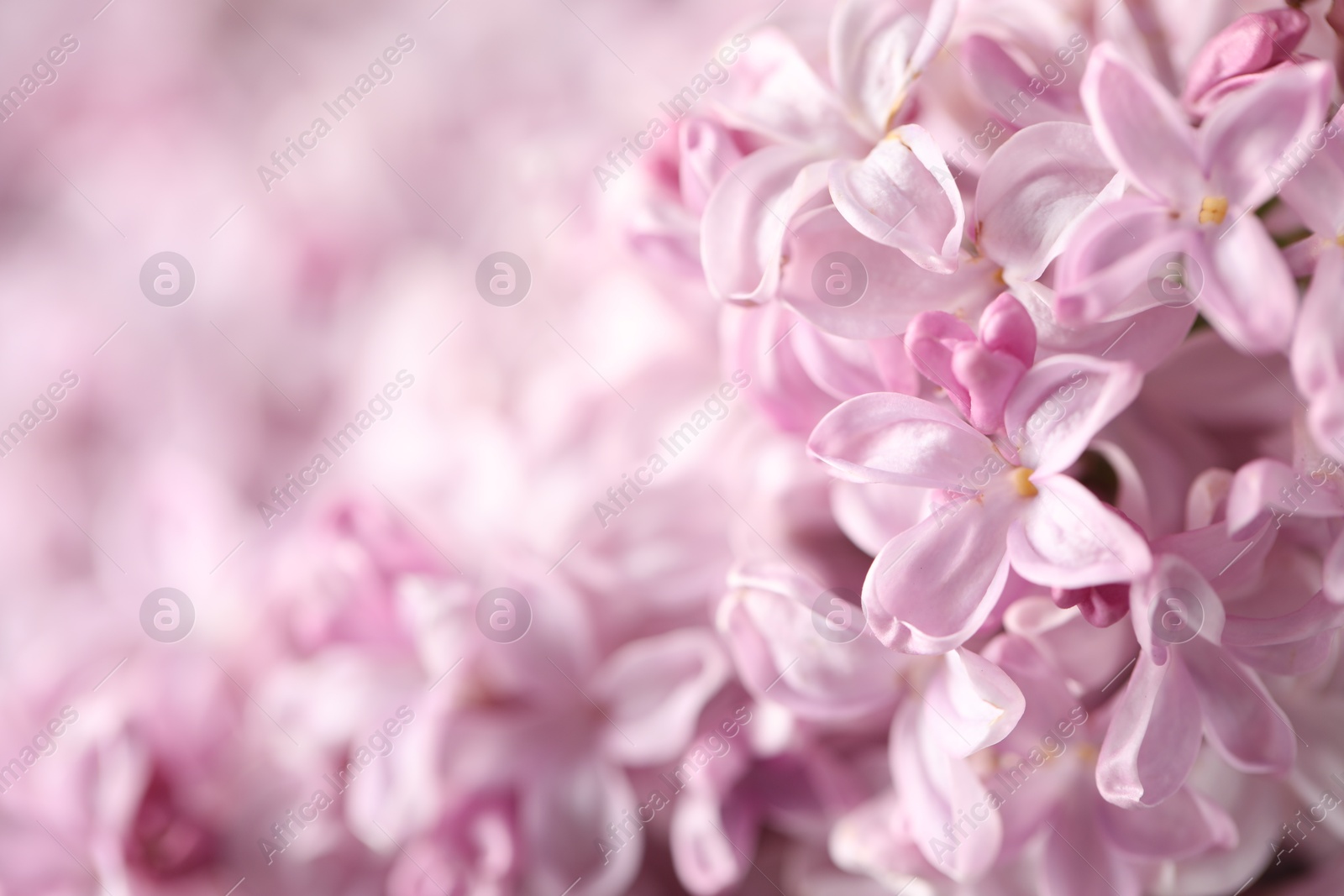 Many beautiful lilac flowers as background, closeup. Space for text Photo of Many beautiful lilac flowers as background, closeup. Space for text