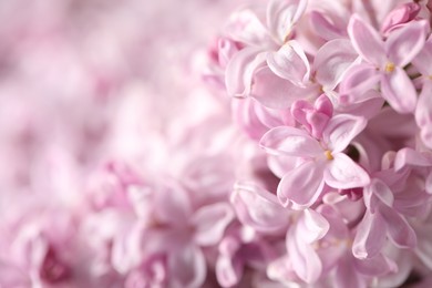 Photo of Many beautiful lilac flowers as background, closeup. Space for text