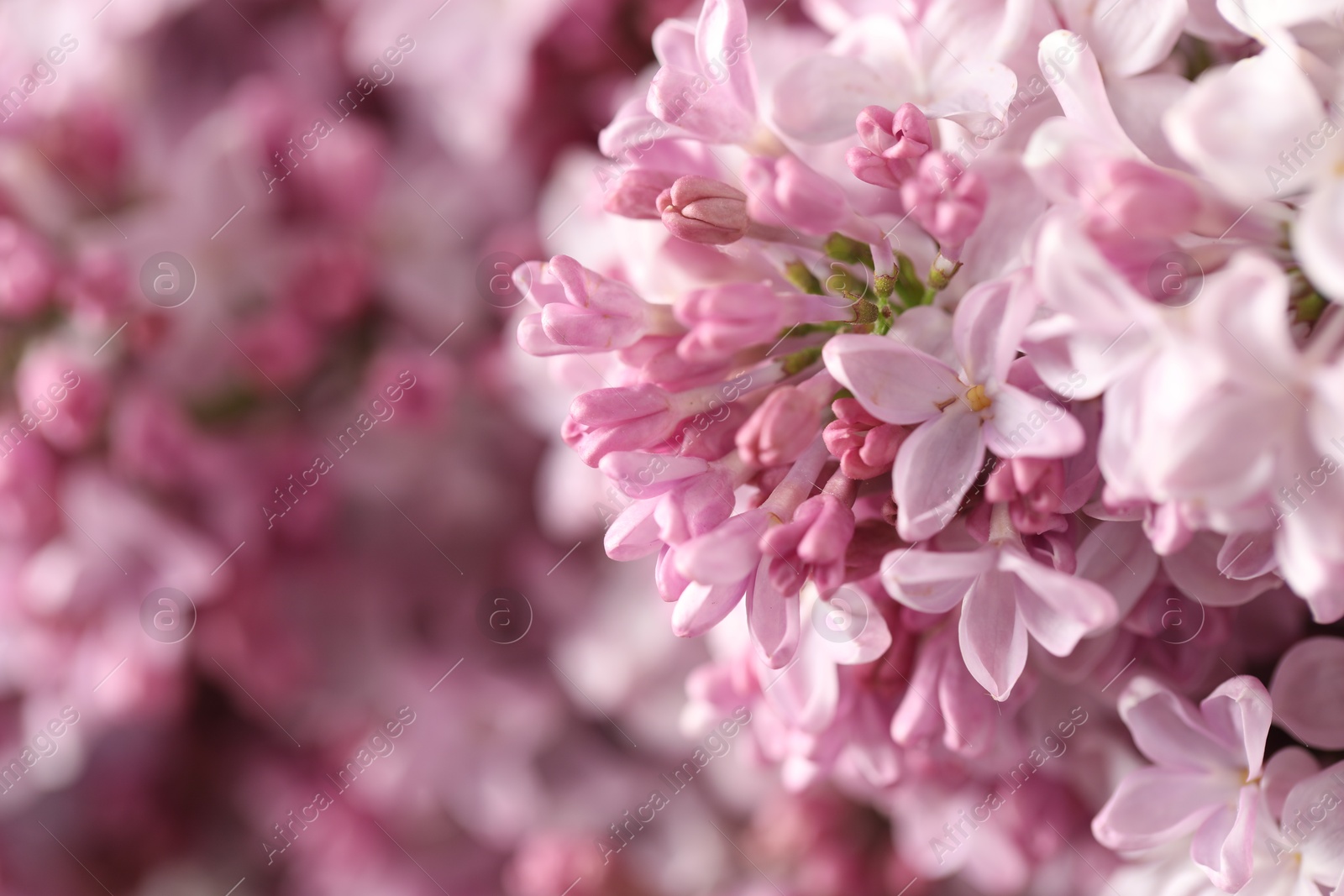 Many beautiful lilac flowers as background, closeup. Space for text Photo of Many beautiful lilac flowers as background, closeup. Space for text