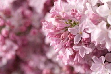 Photo of Many beautiful lilac flowers as background, closeup. Space for text