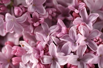 Photo of Many beautiful lilac flowers as background, above view