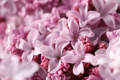 Photo of Many beautiful lilac flowers as background, closeup