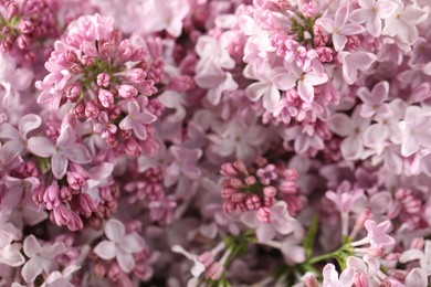Photo of Many beautiful lilac flowers as background, above view