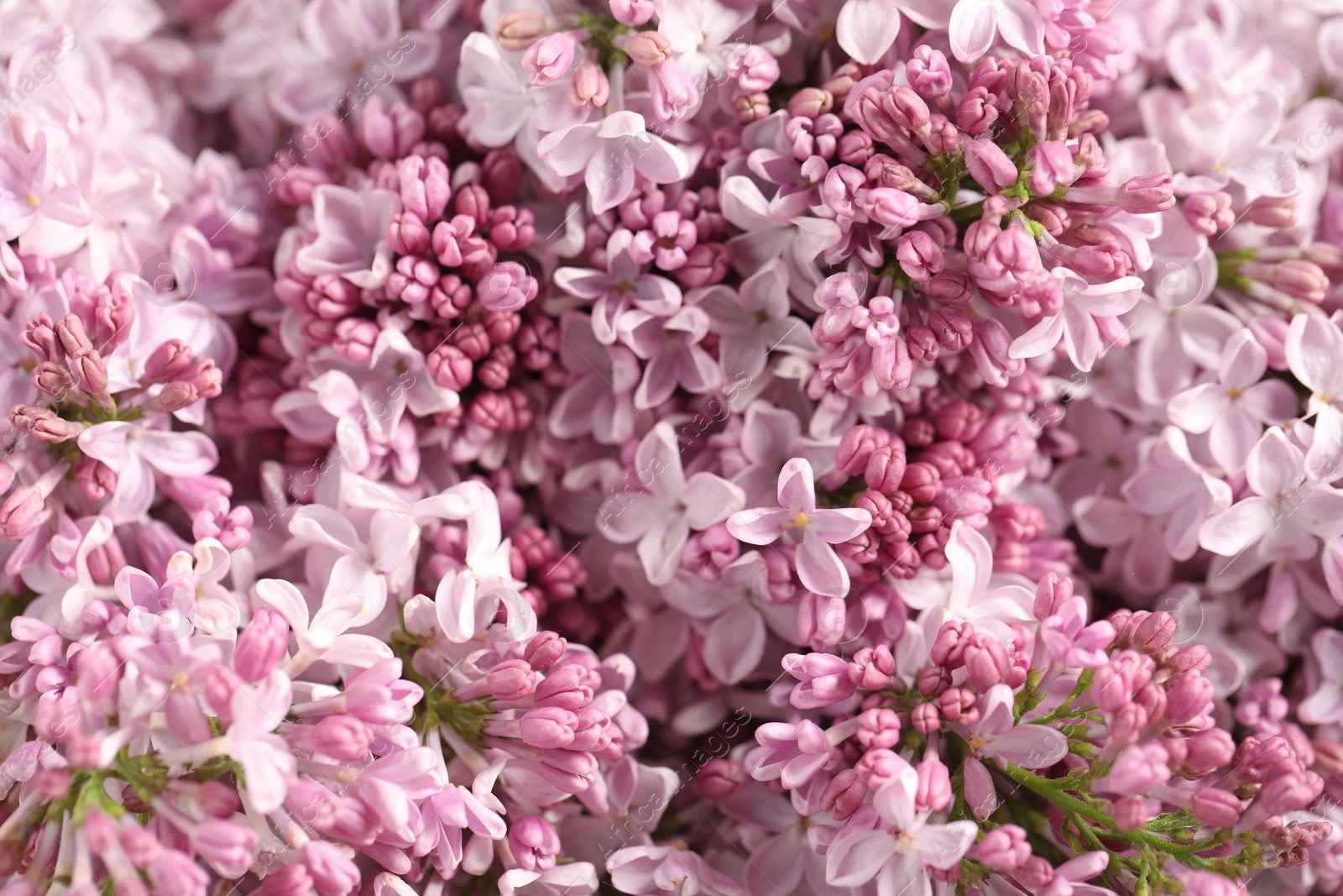 Many beautiful lilac flowers as background, above view Photo of Many beautiful lilac flowers as background, above view