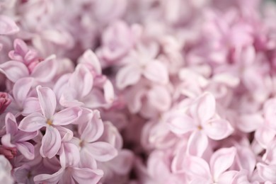Photo of Many beautiful lilac flowers as background, closeup