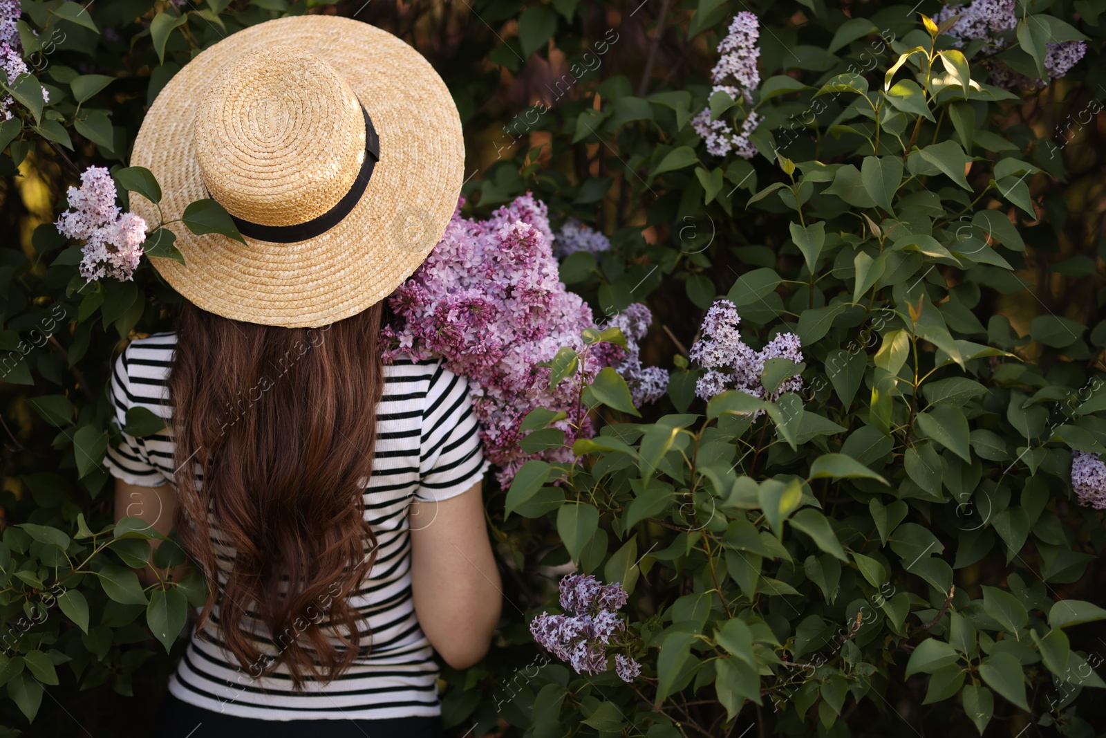 Woman in straw hat among lilac flowers and leaves outdoors, back view Photo of Woman in straw hat among lilac flowers and leaves outdoors, back view