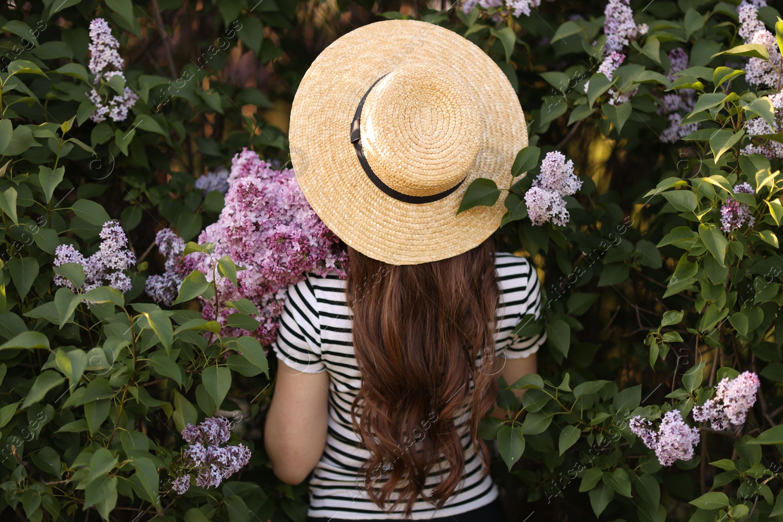 Woman in straw hat among lilac flowers and leaves outdoors, back view Photo of Woman in straw hat among lilac flowers and leaves outdoors, back view