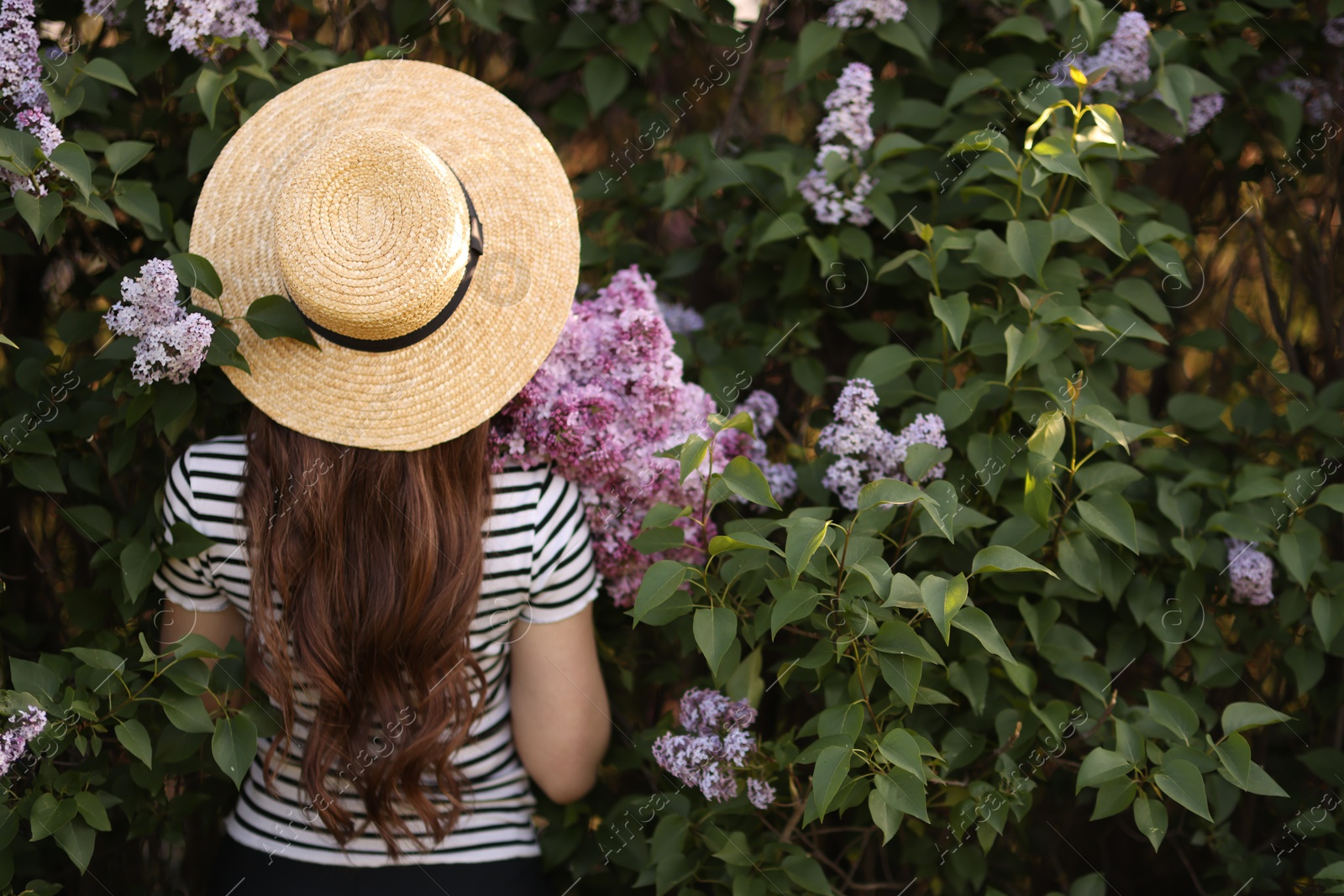 Woman in straw hat among lilac flowers and leaves outdoors, back view Photo of Woman in straw hat among lilac flowers and leaves outdoors, back view