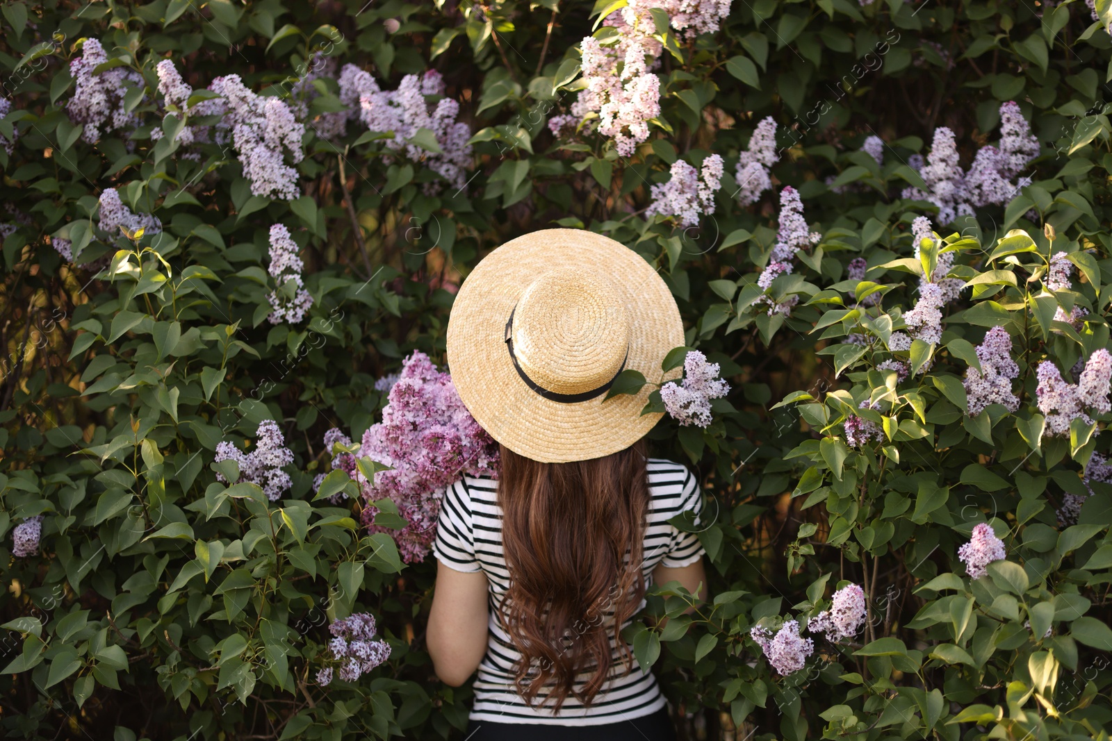 Woman in straw hat among lilac flowers and leaves outdoors, back view Photo of Woman in straw hat among lilac flowers and leaves outdoors, back view