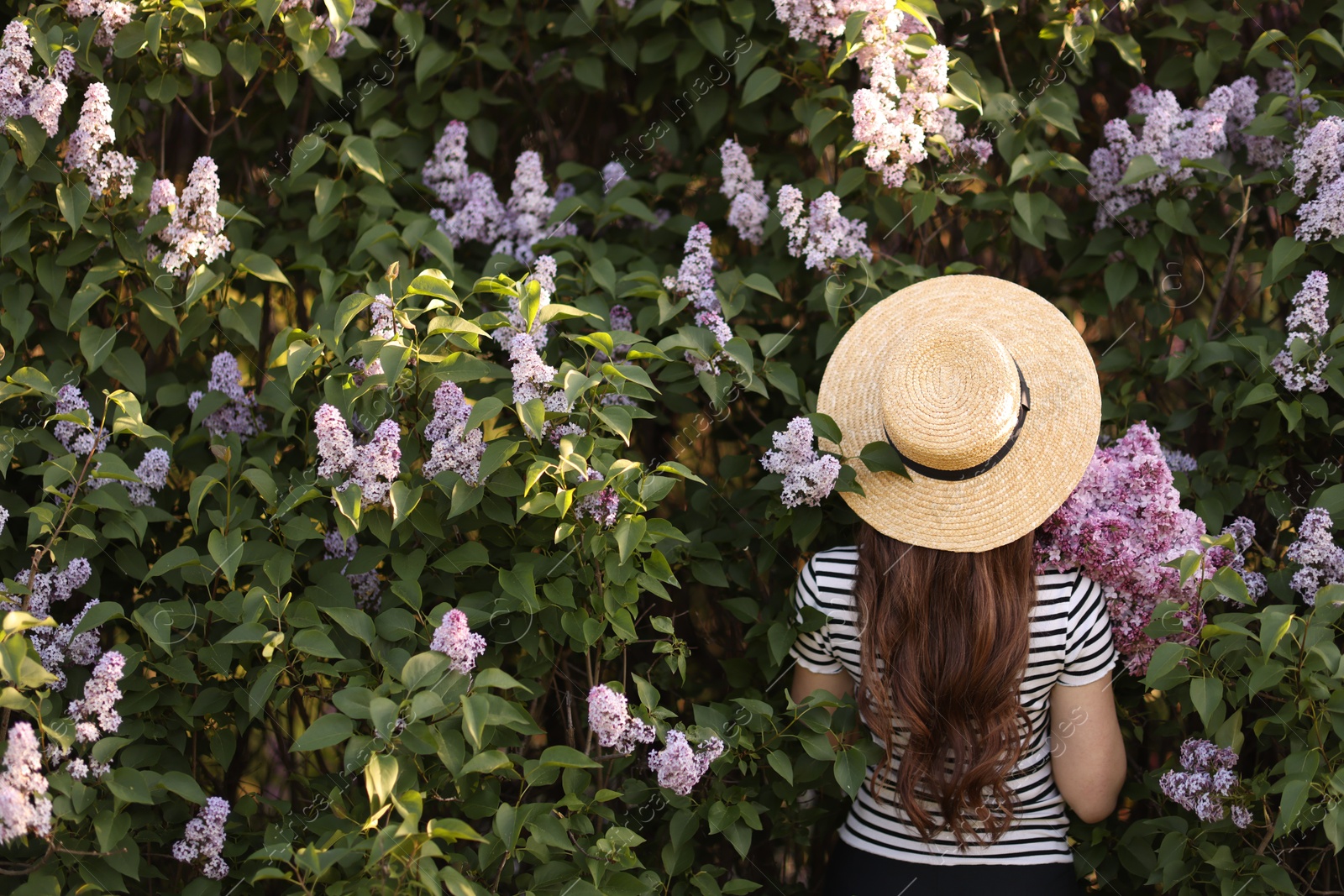 Woman in straw hat among lilac flowers and leaves outdoors, back view Photo of Woman in straw hat among lilac flowers and leaves outdoors, back view