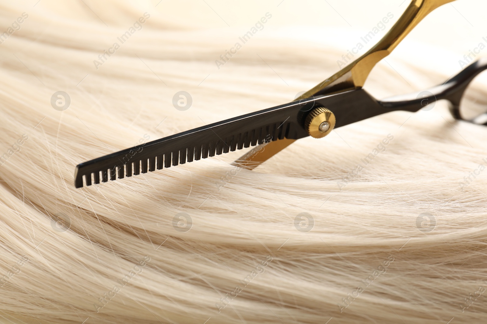 Hair lock and scissors on beige background, closeup Photo of Hair lock and scissors on beige background, closeup