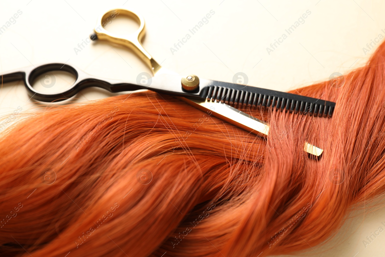 Hair lock and scissors on beige background, closeup Photo of Hair lock and scissors on beige background, closeup