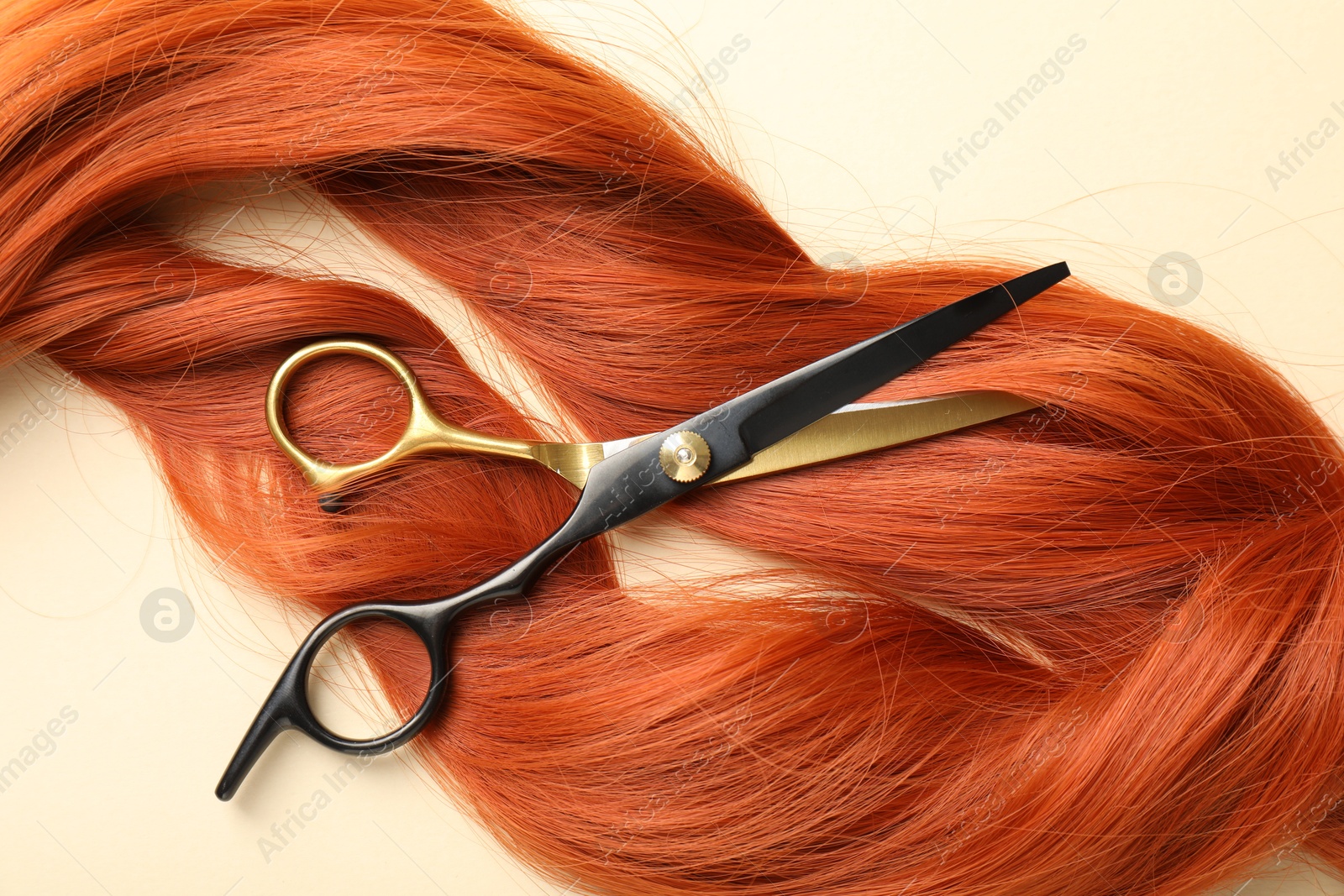 Hair locks and scissors on beige background, flat lay Photo of Hair locks and scissors on beige background, flat lay