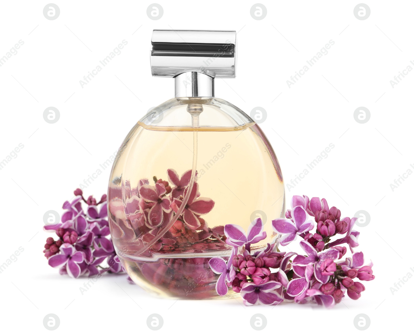 Bottle of luxury perfume and lilac flowers isolated on white Photo of Bottle of luxury perfume and lilac flowers isolated on white