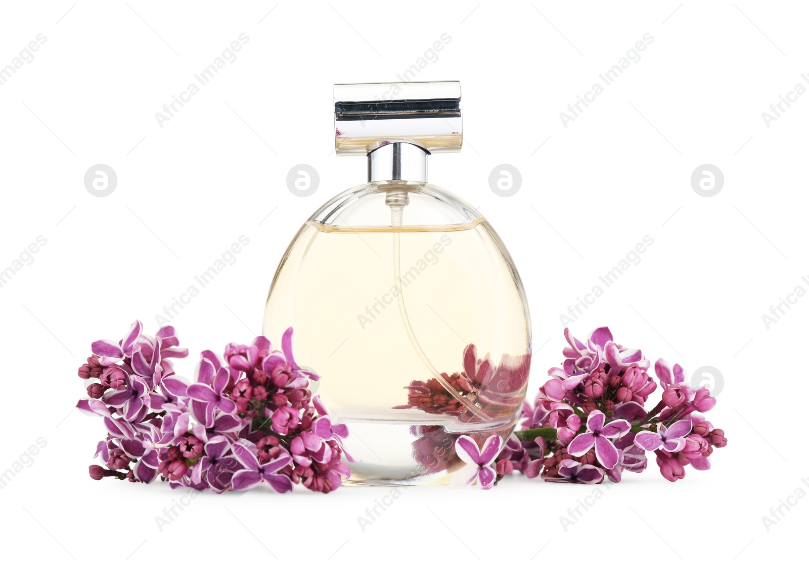 Bottle of luxury perfume and lilac flowers isolated on white Photo of Bottle of luxury perfume and lilac flowers isolated on white