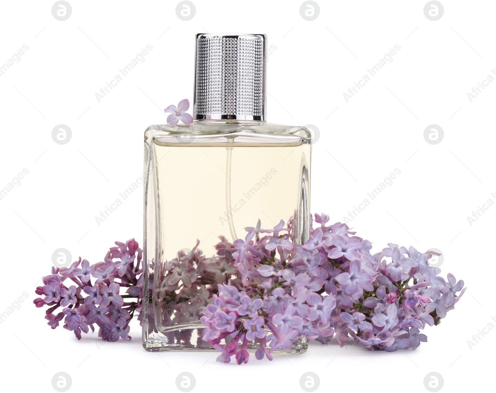 Luxury perfume and beautiful lilac flowers isolated on white Photo of Luxury perfume and beautiful lilac flowers isolated on white