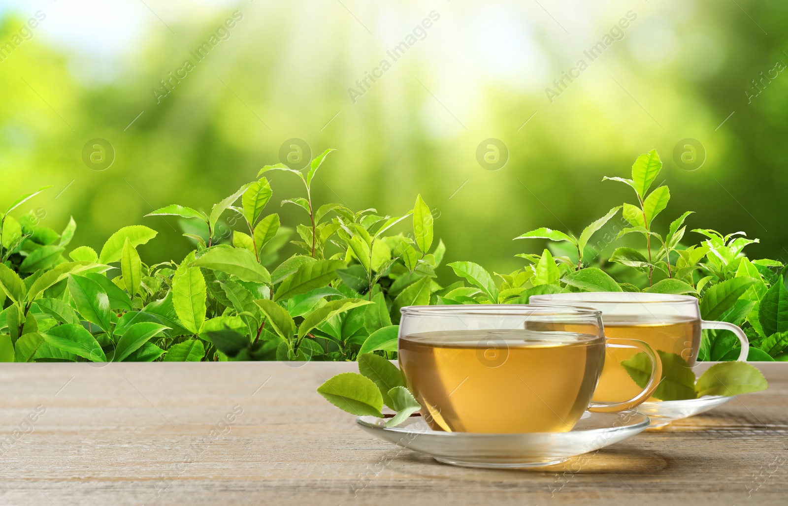 Cups of green tea on wooden table in tea plantation. Banner design with space for text Image of Cups of green tea on wooden table in tea plantation. Banner design with space for text