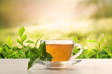 Image of Cup of green tea on table in tea plantation