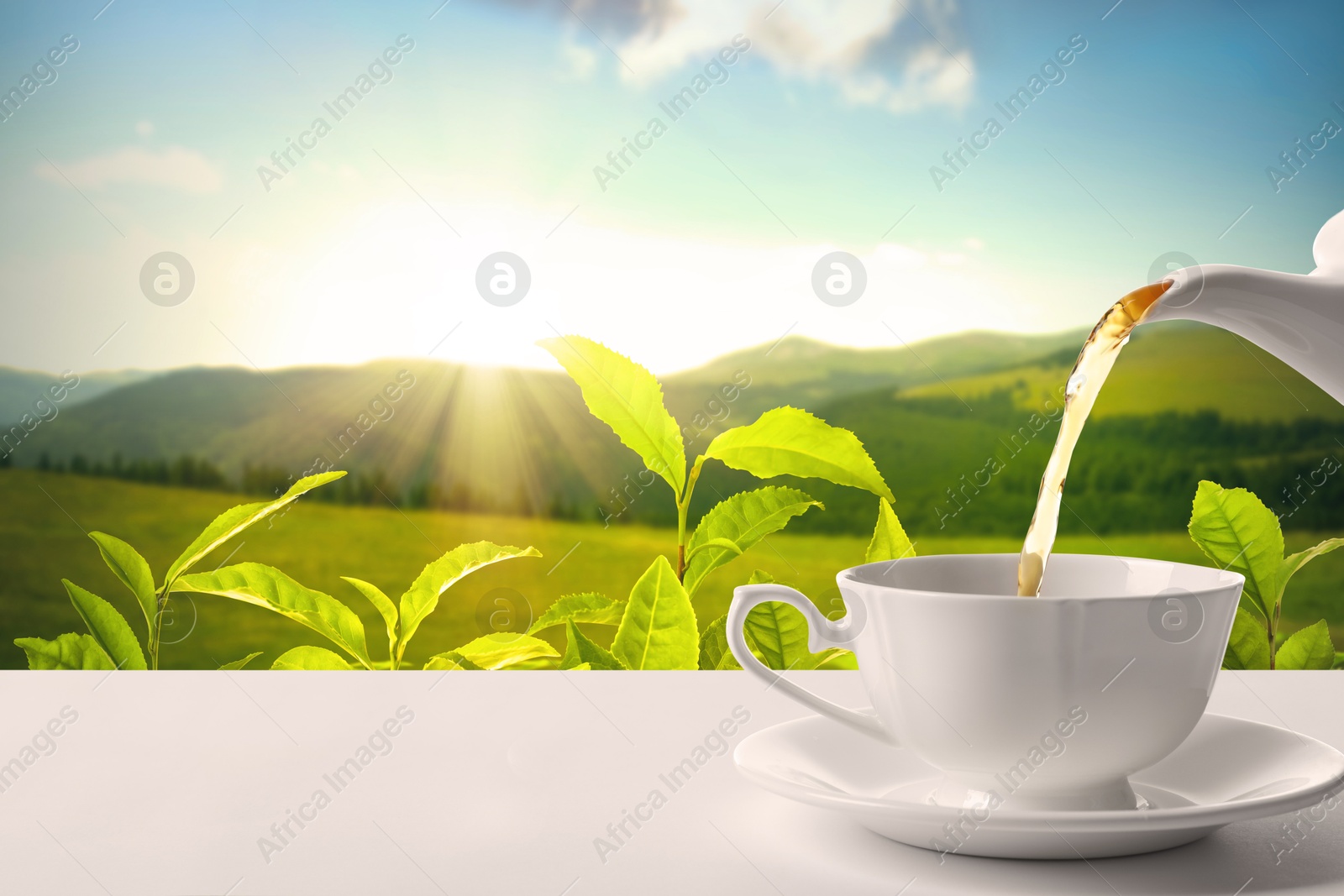 Pouring tea in cup on table against tea plantation in mountains. Space for text Image of Pouring tea in cup on table against tea plantation in mountains. Space for text
