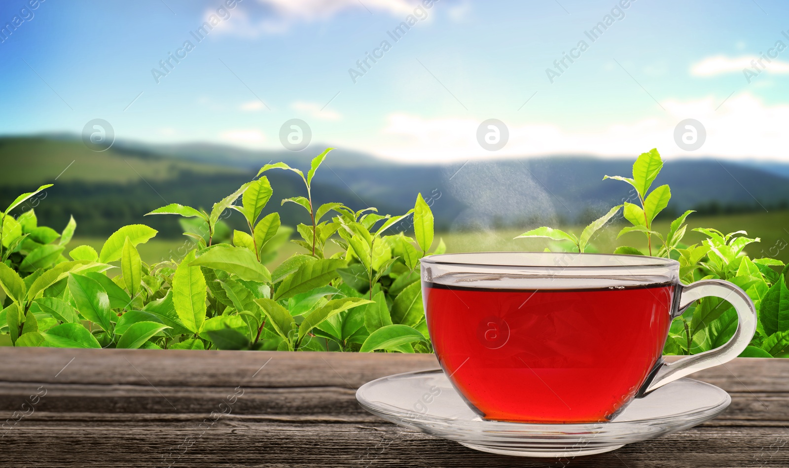 Cup of tea on wooden table against tea plantation in mountains. Banner design with space for text Image of Cup of tea on wooden table against tea plantation in mountains. Banner design with space for text