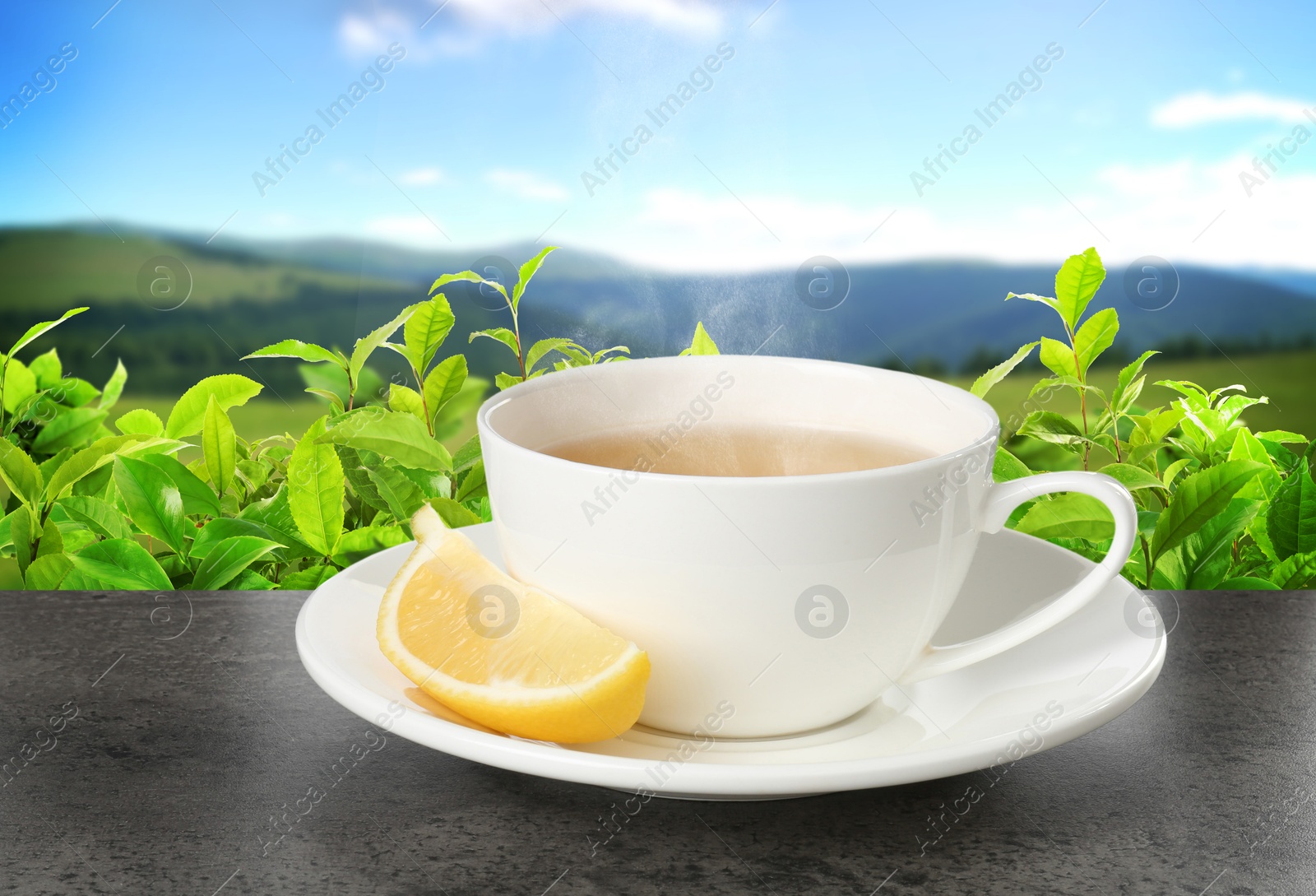 Cup of green tea and lemon wedge on black table against tea plantation in mountains Image of Cup of green tea and lemon wedge on black table against tea plantation in mountains