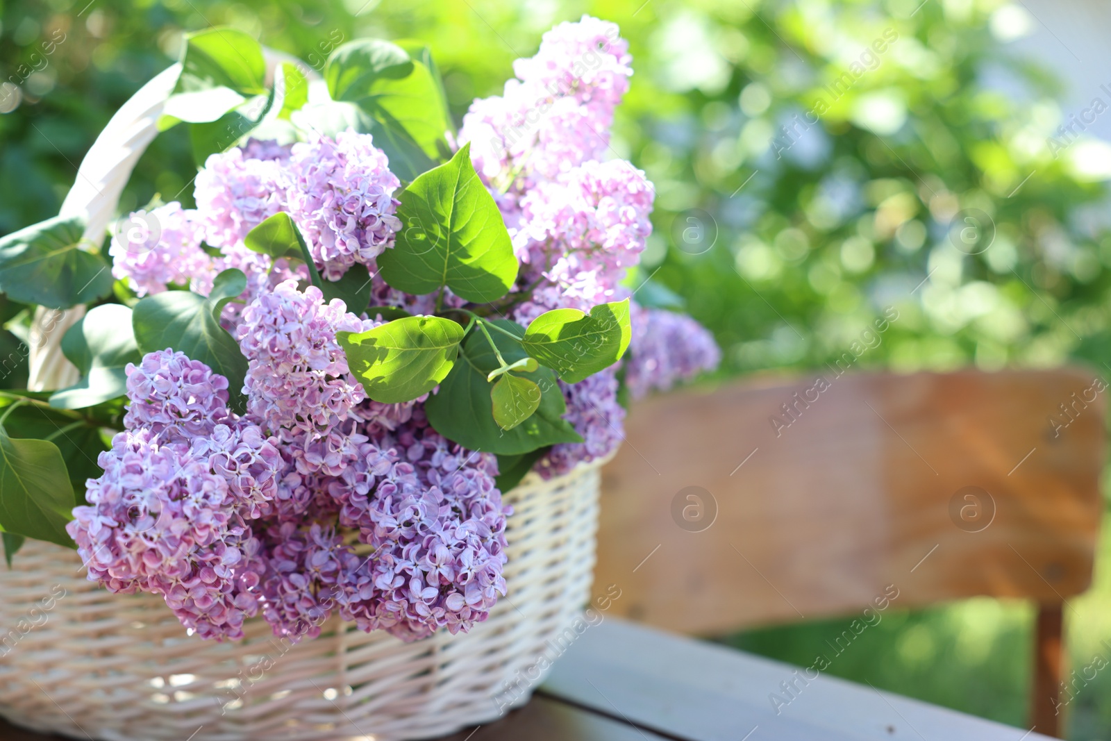 Beautiful lilac flowers in wicker basket on wooden table in garden, closeup. Space for text Photo of Beautiful lilac flowers in wicker basket on wooden table in garden, closeup. Space for text