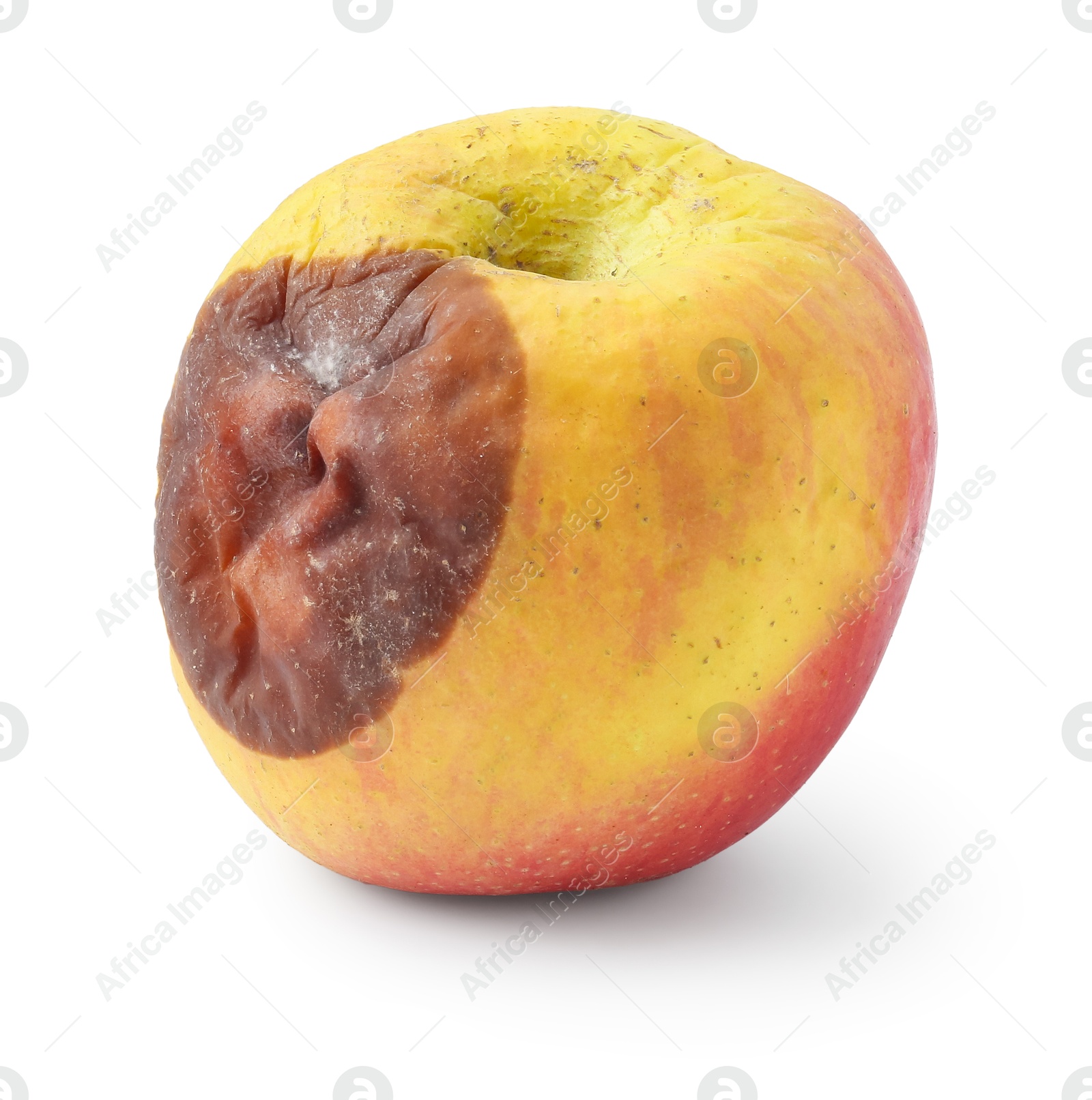 One whole rotten apple isolated on white Photo of One whole rotten apple isolated on white