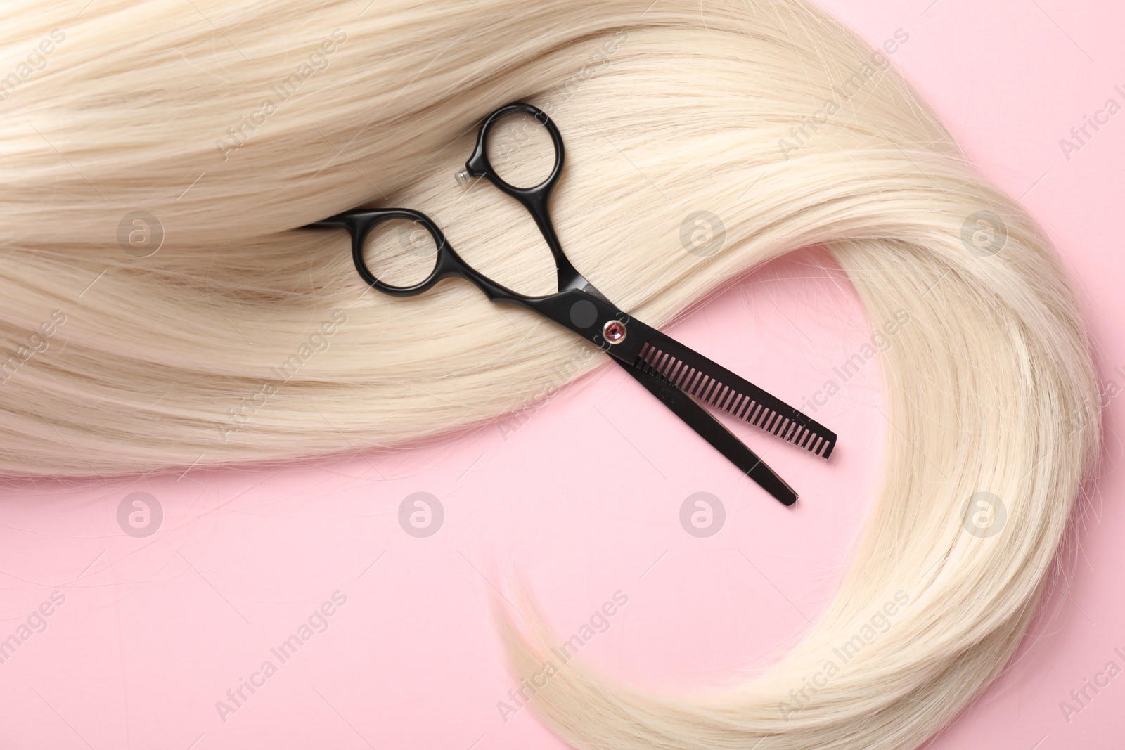 Hair strand and scissors on light pink background, top view Photo of Hair strand and scissors on light pink background, top view