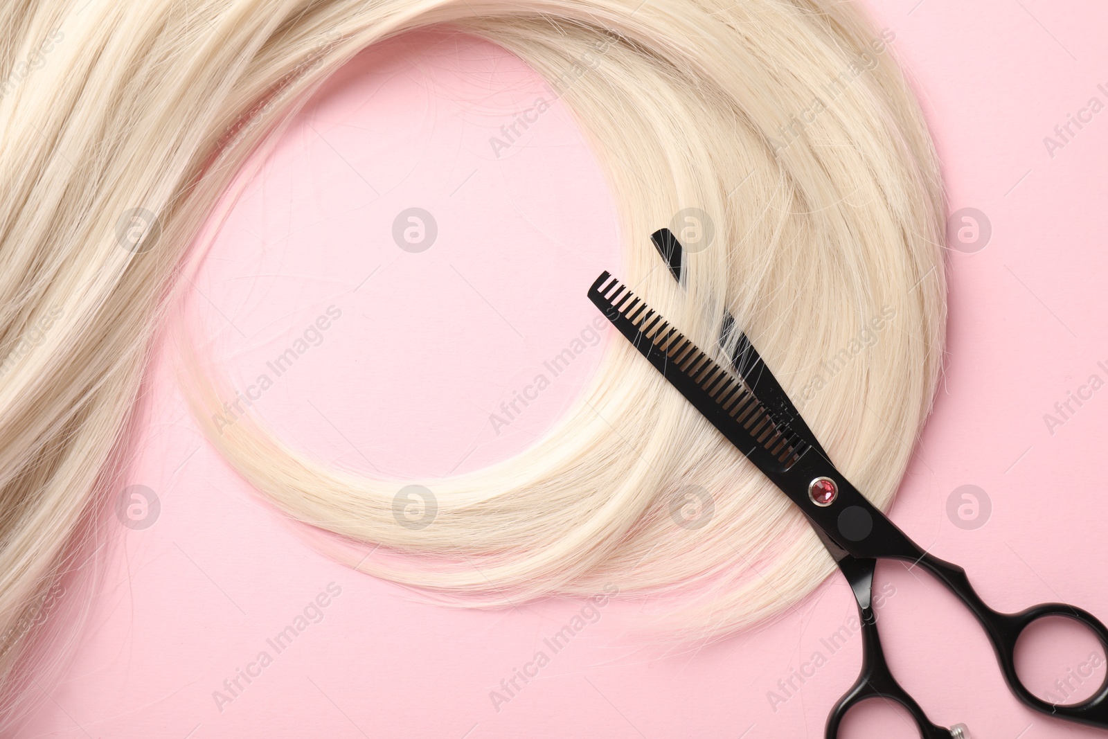 Hair strand and scissors on light pink background, top view Photo of Hair strand and scissors on light pink background, top view