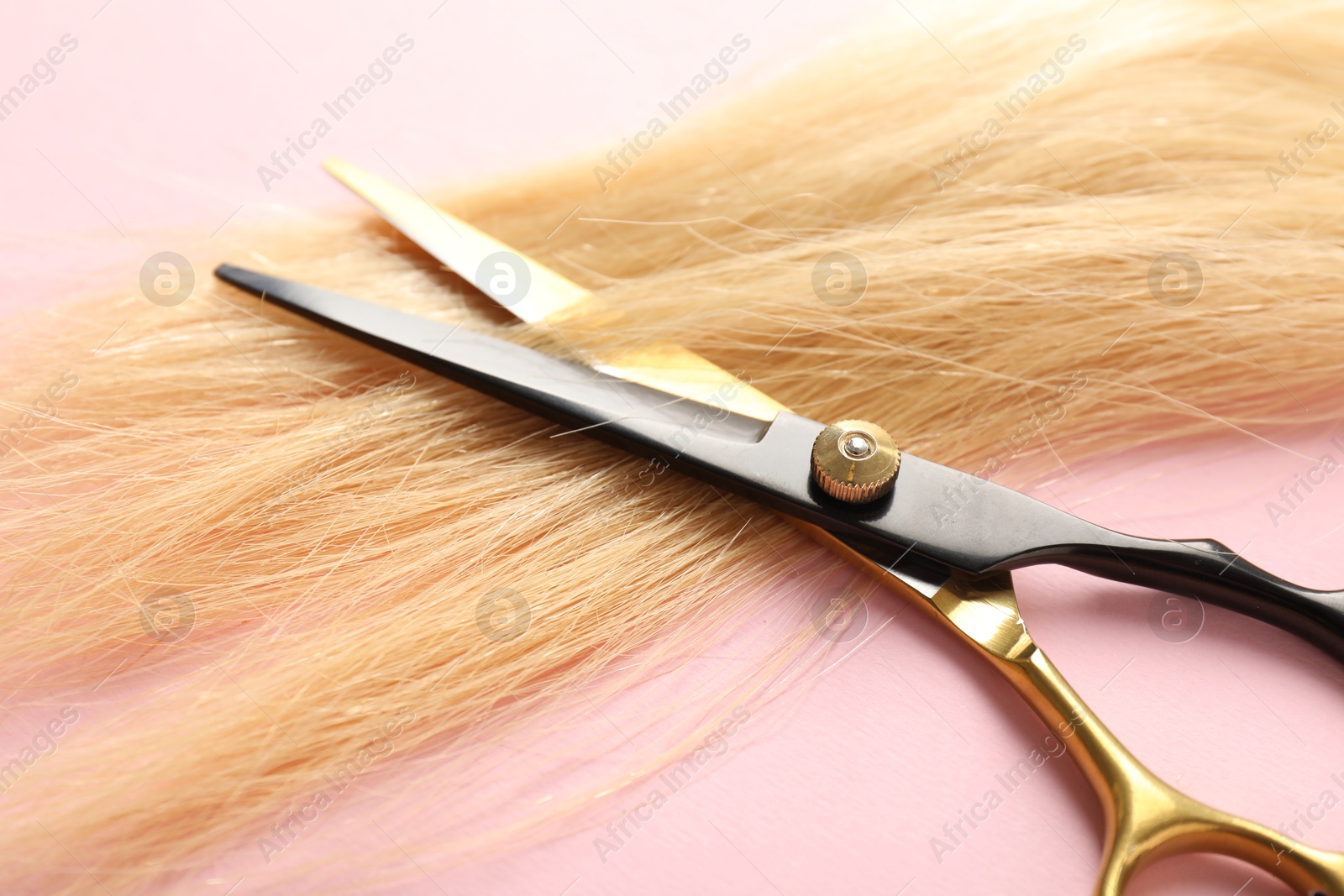 Hair strand and scissors on light pink background, closeup Photo of Hair strand and scissors on light pink background, closeup