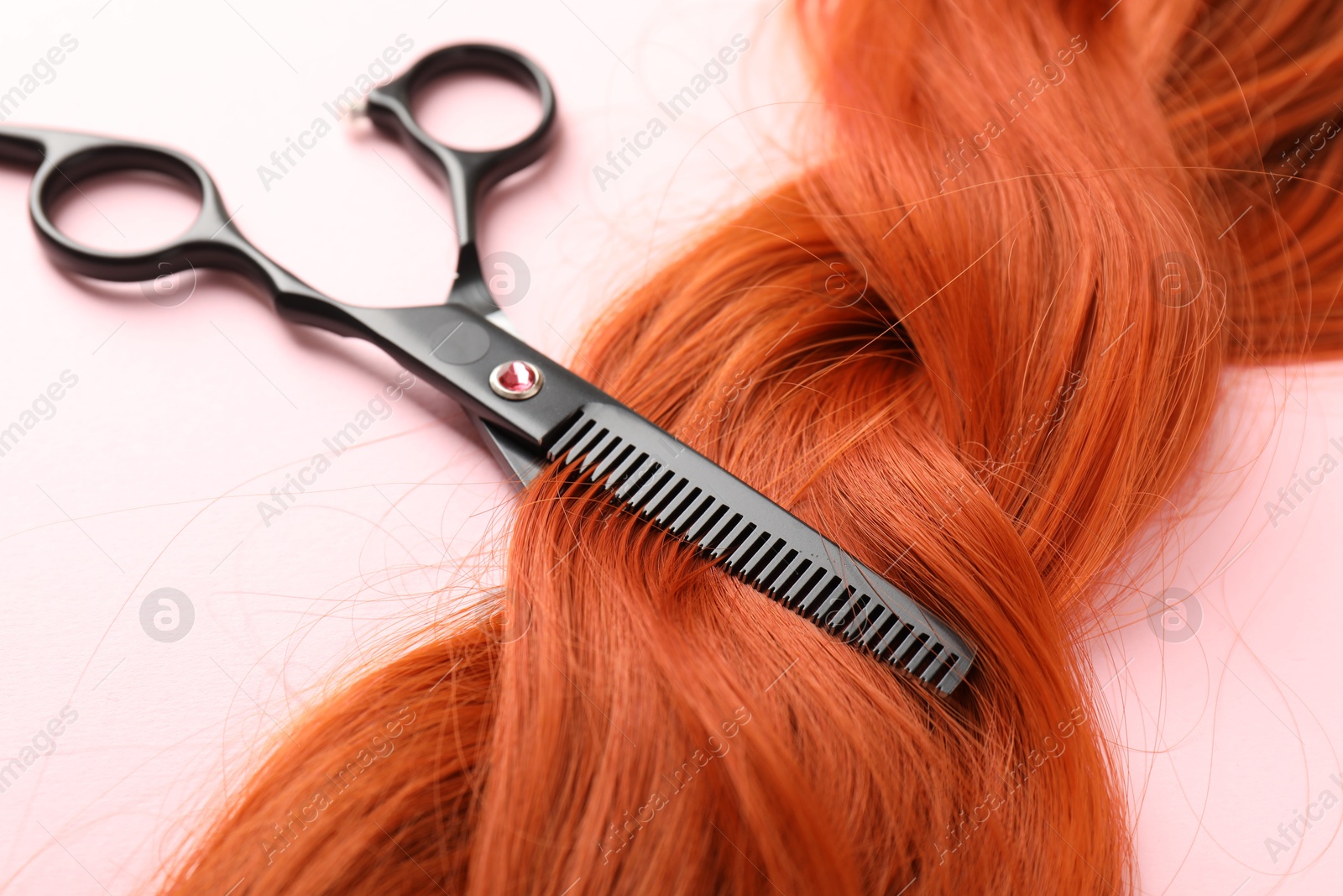 Hair strand and scissors on light pink background, closeup Photo of Hair strand and scissors on light pink background, closeup