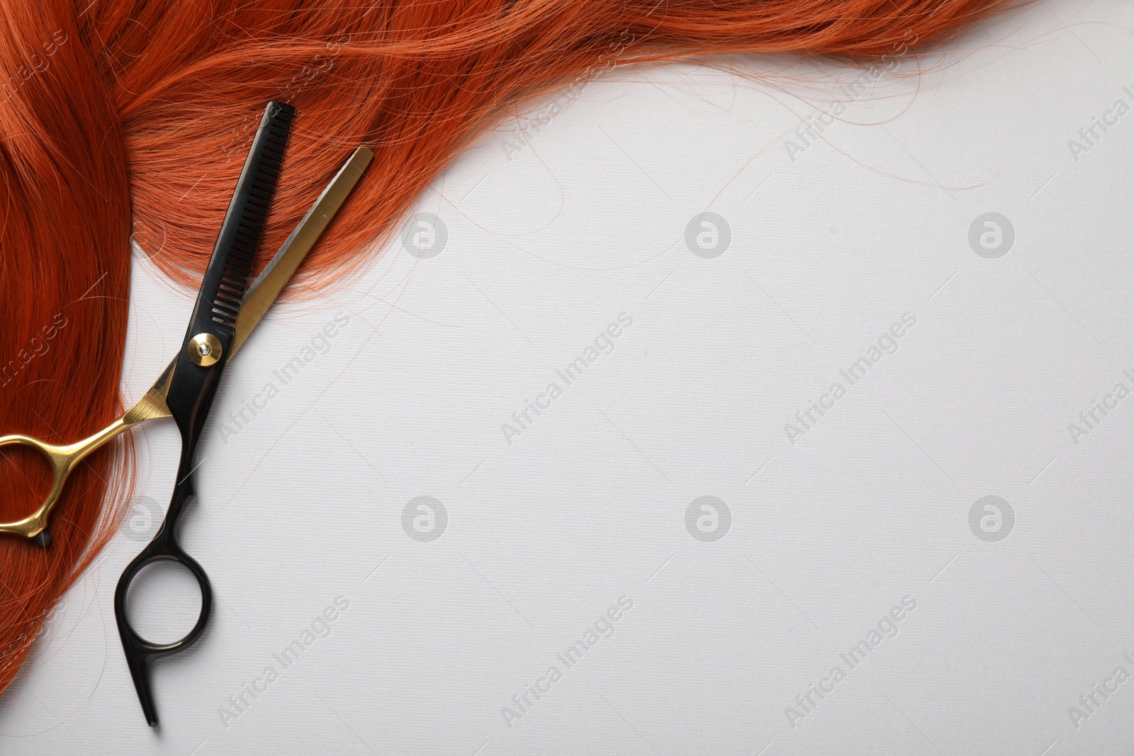 Hair strand and scissors on light background, top view. Space for text Photo of Hair strand and scissors on light background, top view. Space for text