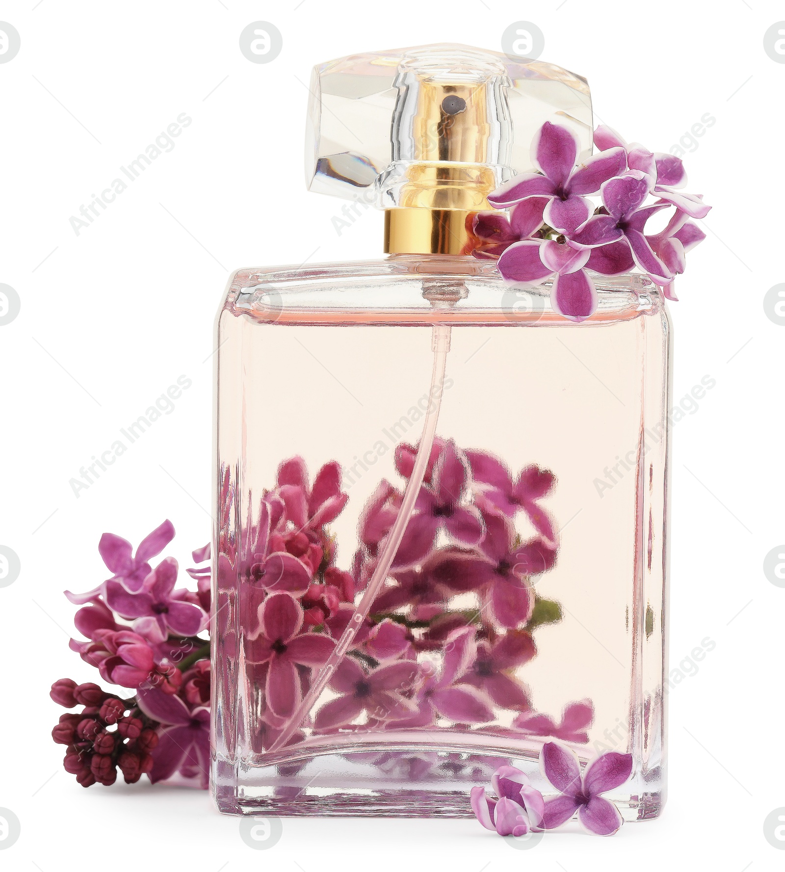 Bottle of luxury perfume and lilac flowers isolated on white Photo of Bottle of luxury perfume and lilac flowers isolated on white
