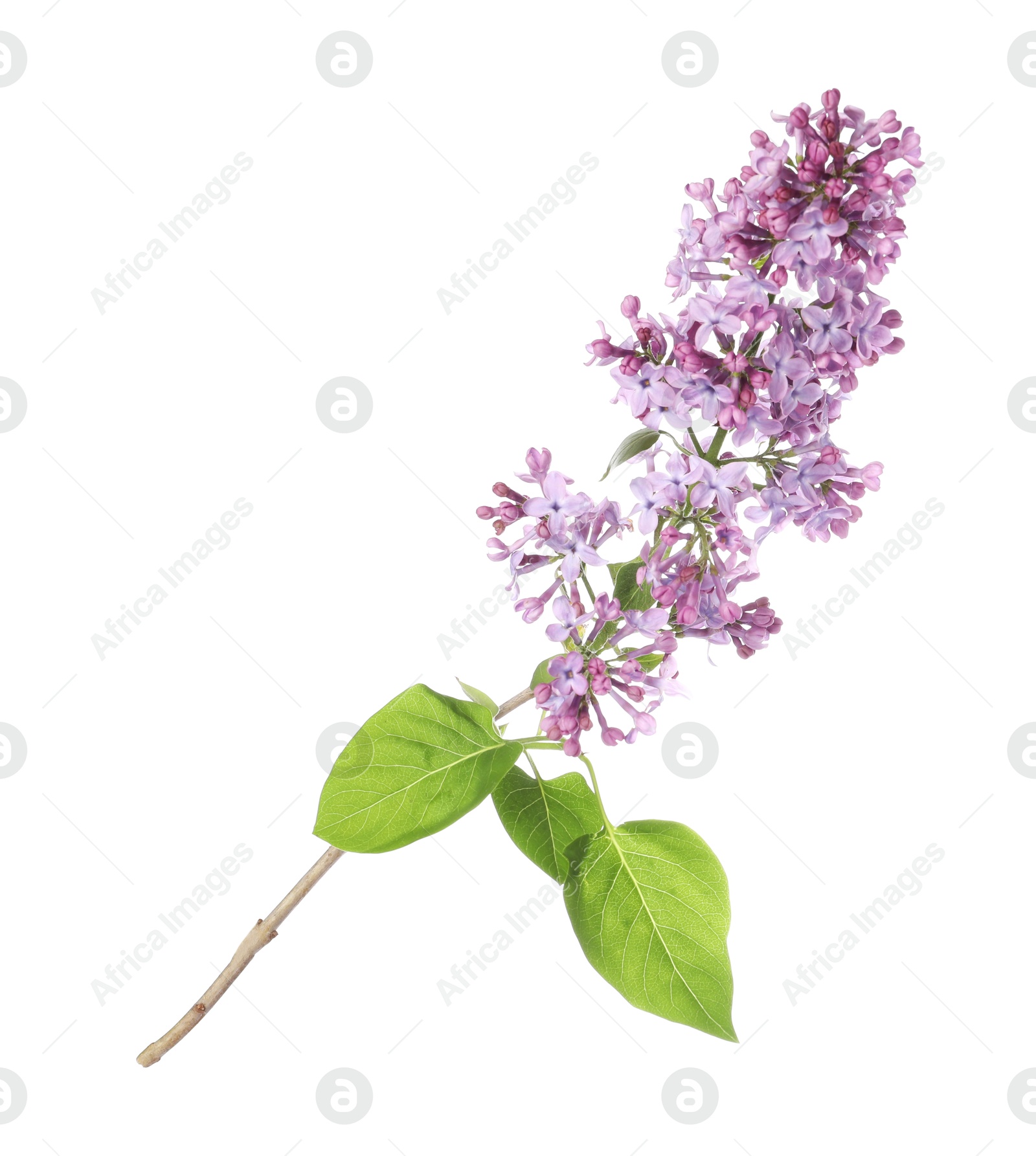Branch with beautiful lilac flowers and leaves isolated on white Photo of Branch with beautiful lilac flowers and leaves isolated on white
