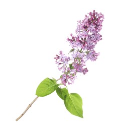 Photo of Branch with beautiful lilac flowers and leaves isolated on white