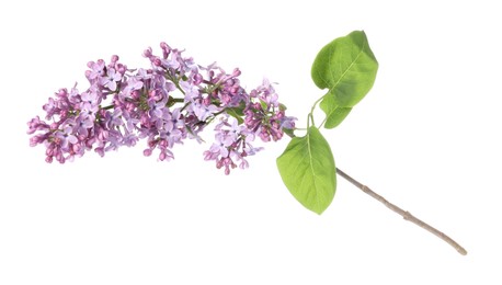 Photo of Branch with beautiful lilac flowers and leaves isolated on white