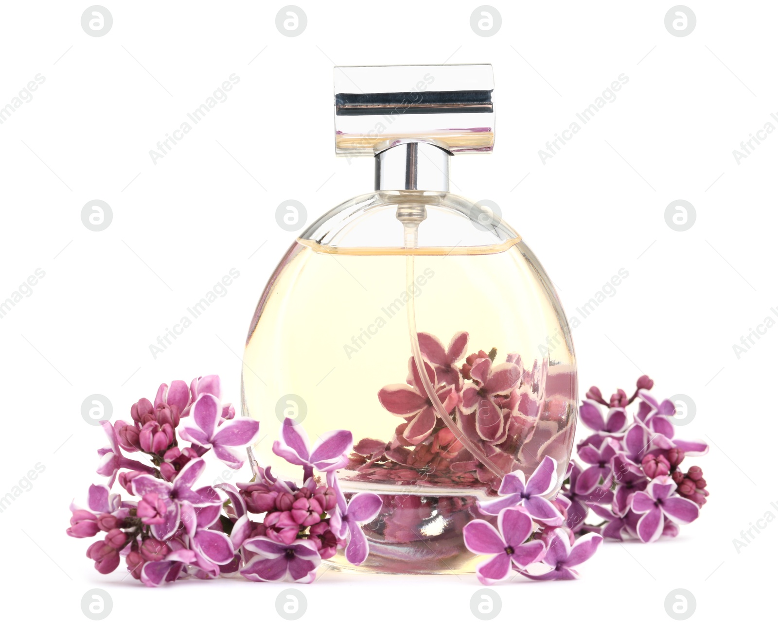 Bottle of luxury perfume and lilac flowers isolated on white Photo of Bottle of luxury perfume and lilac flowers isolated on white