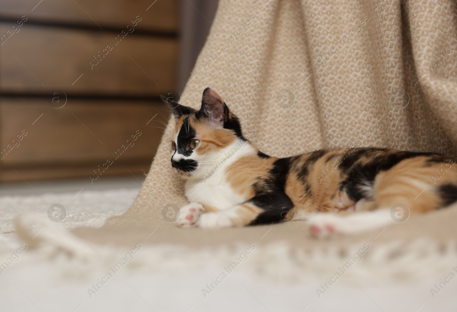 Cute calico kitten and blanket on floor at home, space for text Photo of Cute calico kitten and blanket on floor at home, space for text